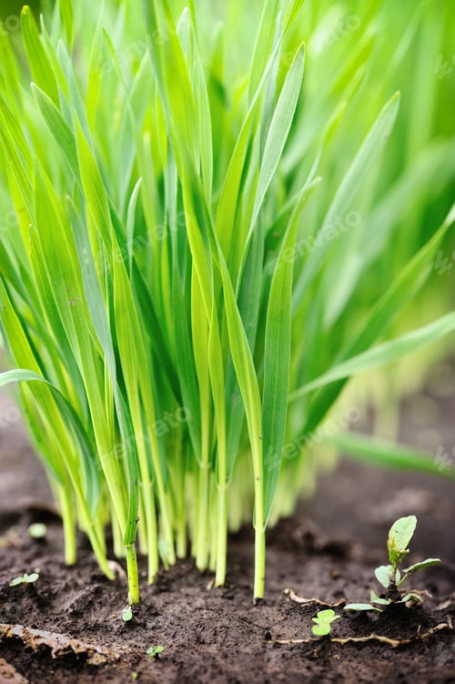 Preview: Young green shoots of wheat at the beginning of their growth, a