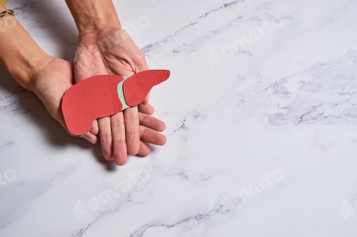 Preview: Hands holding healthy liver, organ donation, hepatitis vaccination, liver cancer treatment,