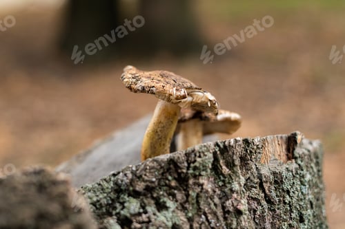 Preview: a raw mushroom grow on the side of the big tree in forest