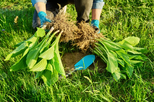 Preview: Close-up of spring dividing and planting bush of hosta plant