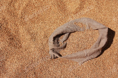 Preview: golden whole grains in jute sack on wheat grains backround. Harvesting cereals. Ingredient for