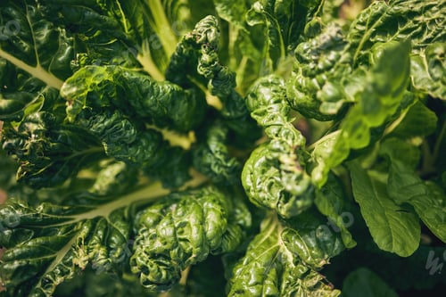 Preview: Spinach, vegetable and leaves, agriculture and sustainability with green harvest and agro. Closeup,