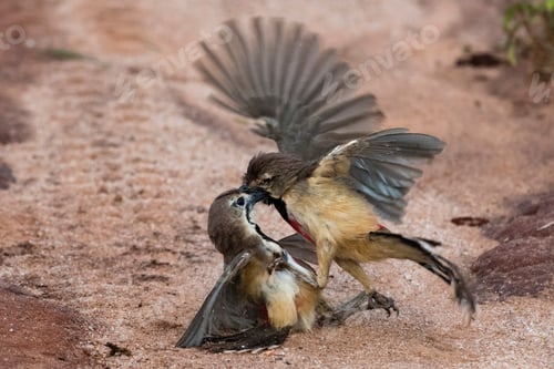 Preview: Two birds engaged in a dramatic tussle on the ground