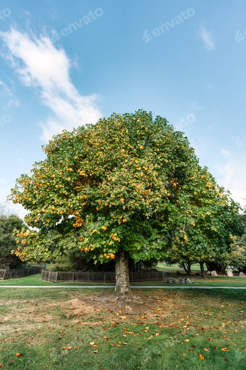 Preview: Maple tree with yellow leaves in autumn on sunny day at public park