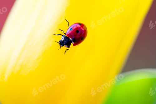Preview: Ladybird on the tulip petal. Vivid red and yellow colors. Spring concept. Gardening, springtime