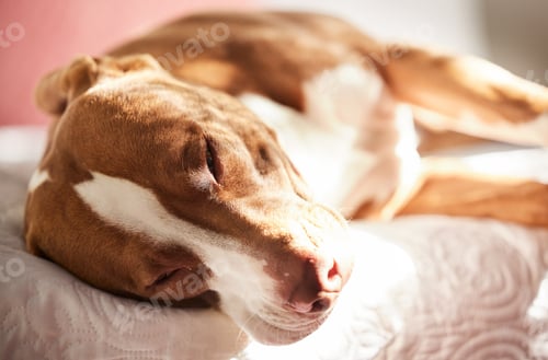 Preview: Keeping my human safe is exhausting. Shot of a sleepy dog taking a nap in bed at home.