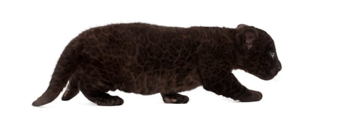 Preview: Jaguar cub, 2 months old, Panthera onca, walking against white background