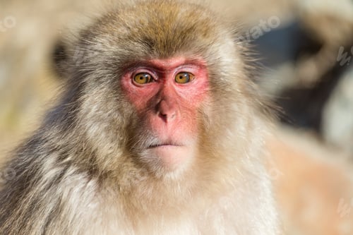 Preview: Wildness Monkey
