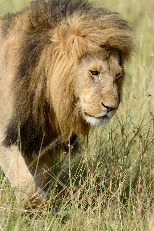 Preview: African lion in the Park South Africa