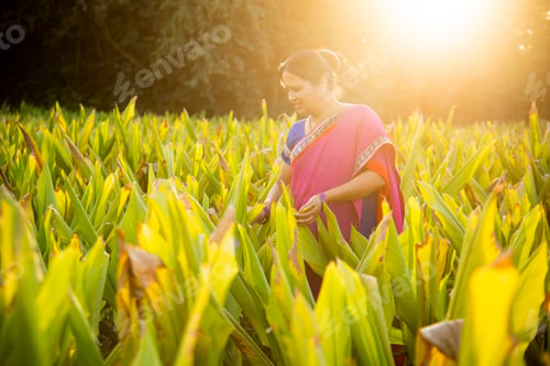 Preview: A beautiful woman in saree at sunset on a turmeric field.