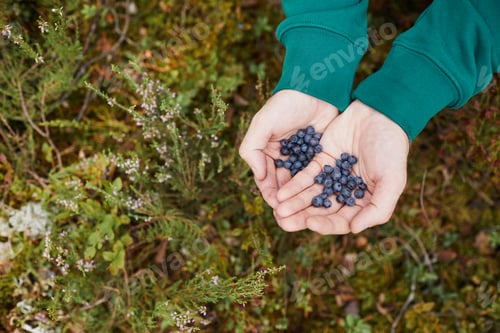 Preview: Hands Holding Wild Blueberry