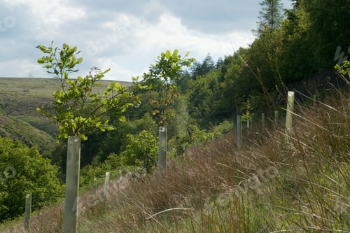 Preview: New trees planted in woodland with plastic guards