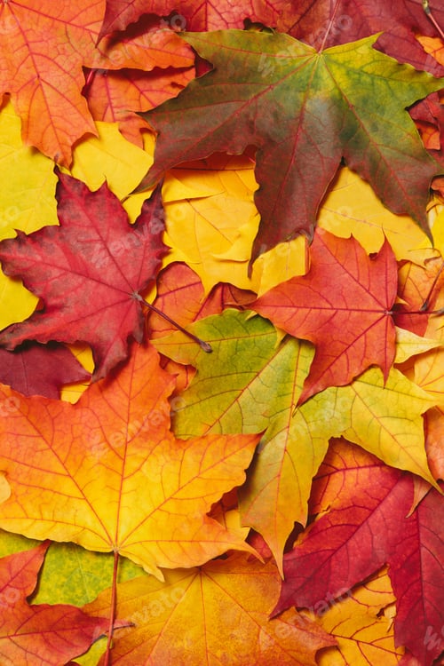 Preview: Autumn mood background. Fallen autumn dried leaves background. Colorful, variegated foliage.