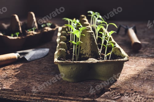 Preview: Seedlings in reused egg trays