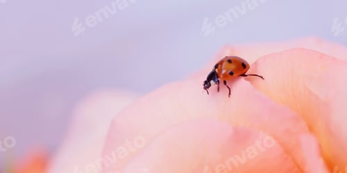Preview: Ladybug on pink rose petal