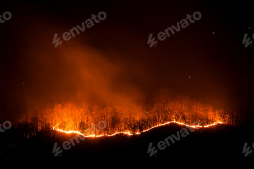 Preview: Forest fire burning trees at night.