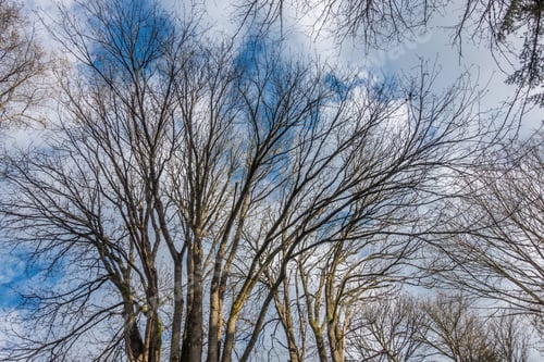 Preview: In Spring Tree Branches Reach To The Sky. Shot Taken At Dash Point State Park.