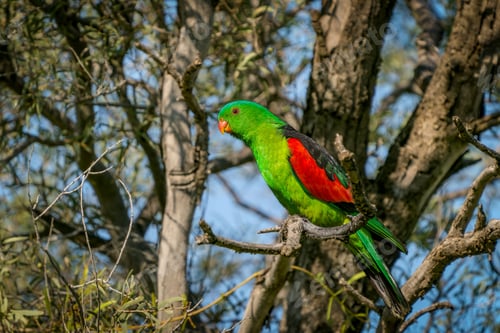 Preview: Vibrant green and yellow colored parrot perched on a barren brown branch.