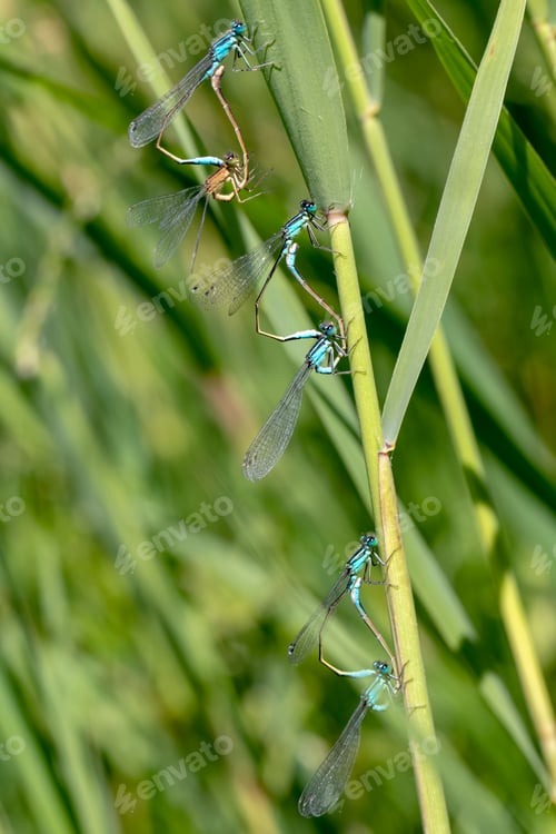 Preview: close-up view of beautiful damselflies on green stem, selective focus