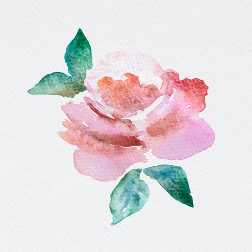 Preview: Red watercolor rose