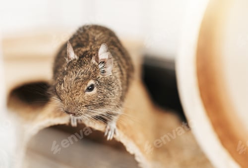 Preview: Cute Degu rodent sitting on a perch indoors
