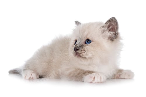 Preview: birman kitten in studio