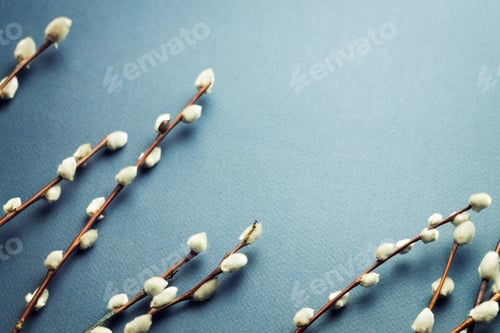 Preview: Pussy willow branches on blue background. Concept of springtime