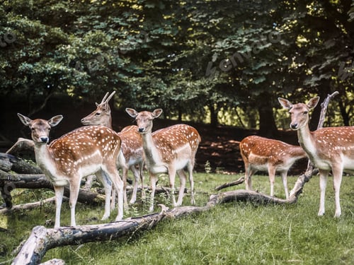 Preview: Group of deer, Aarhus, Denmark