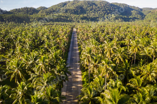 Preview: Tropical coconut trees forest