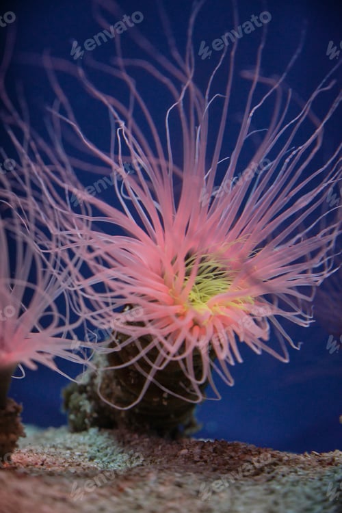 Preview: Sea anemones with curved tentacles in aquarium