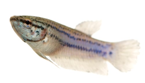 Preview: Female Siamese fighting fish