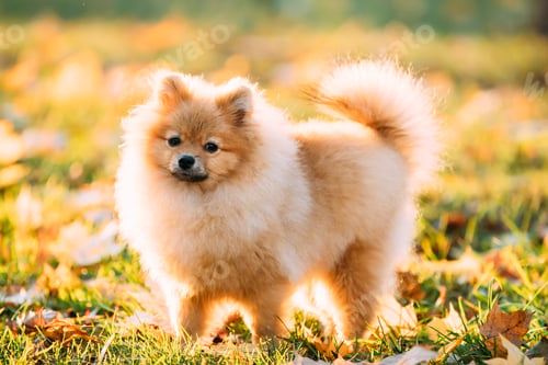 Preview: Young Red Puppy Pomeranian Spitz Puppy Dog Posing Outdoor In Aut
