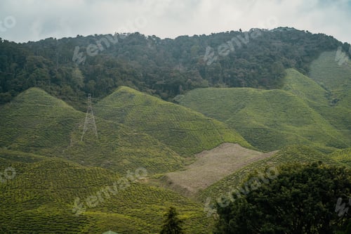 Preview: Tea plantation in Cameron highlands, Malaysia