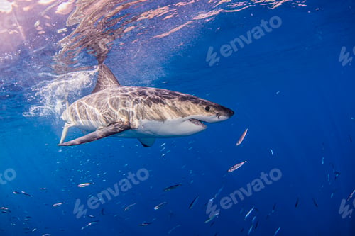 Preview: Mexico, Guadalupe Island, Great white shark in sea