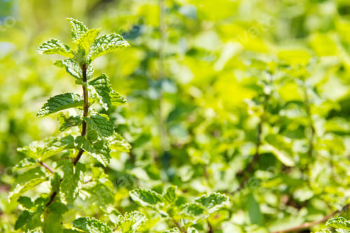 Preview: Fresh basil flower plant