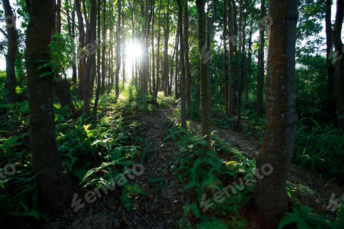 Preview: Beautiful sunrise in the summer forest mountains