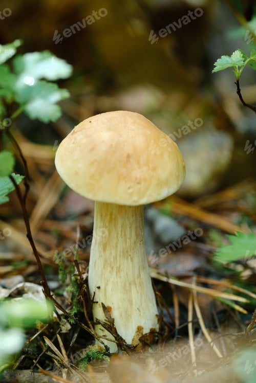 Preview: A white mushroom growing in the forest. Boletus mushroom in the wild forest