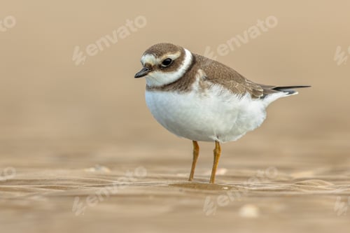 Preview: Juvenile Ringed Plover on a beach during migration