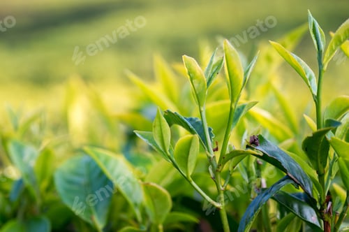 Preview: Close-up photograph of tender fresh tea bud and leaves
