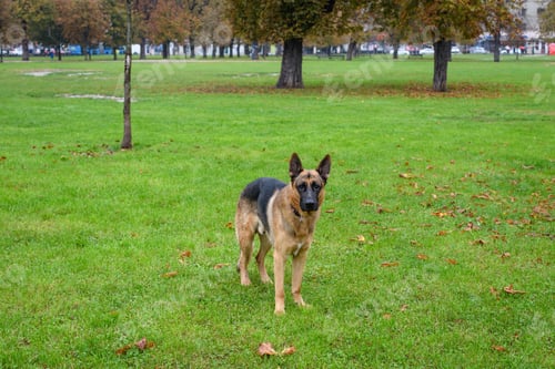 Preview: Retriever dog standing on the grass in a park