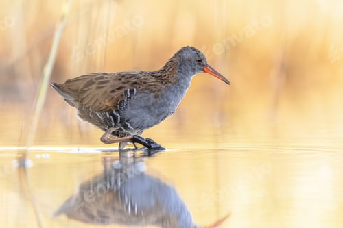 Preview: Water Rail Foraging in Sunset Reflection