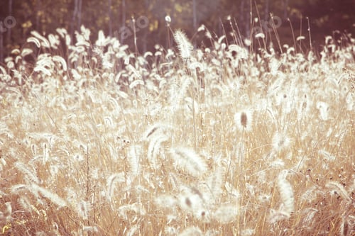 Preview: Image of Field Grass Blowing in the Wind