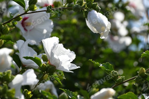Preview: Rose of Sharon, white flowers on a landscaping bush