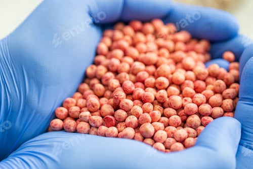 Preview: Close-up of a handful in the hands in the form of a heart etched soybean seeds