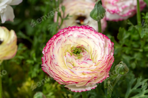 Preview: Ranunculus asiaticus flower, Persian buttercup