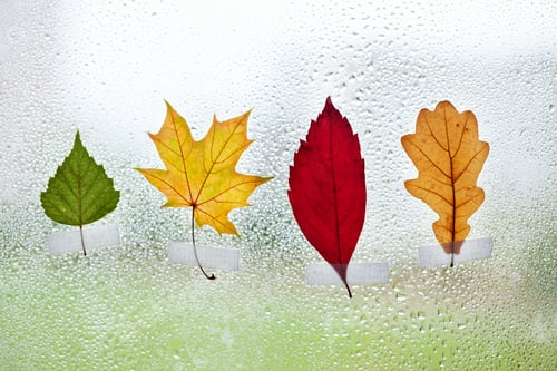 Preview: Collection of Colorful leaves on window glass with rain drops in the autumn rainy day.