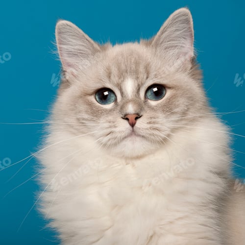 Preview: Ragdoll cat, 1 year old, in front of blue background