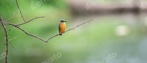 Preview: Mal pilihuduwa bird perch on a leafless twig against a green natural background.
