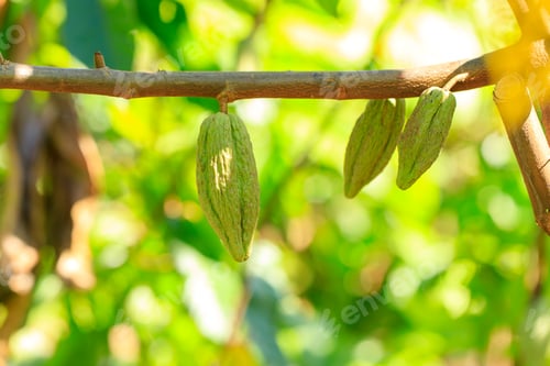 Preview: Cacao Tree (Theobroma cacao). Organic cocoa fruit pods in nature.
