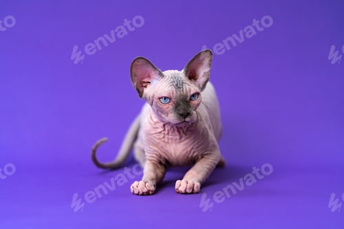Preview: Cute Sphynx Hairless Cat of color blue mink and white with blue eyes lying down on violet background